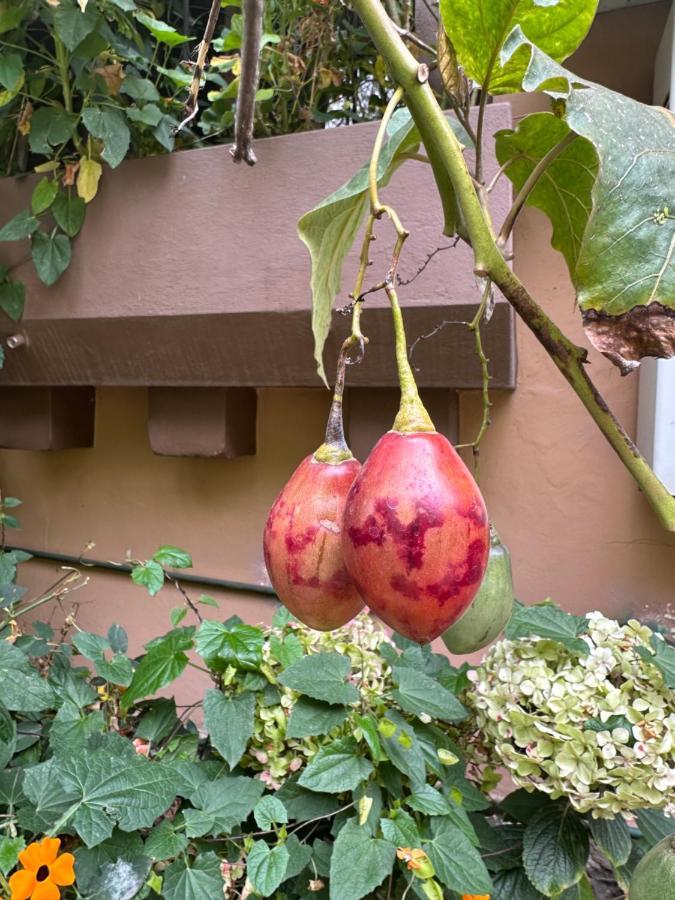 Campus Residencias Bed and Breakfast Quito Exterior foto